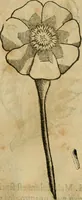 Picture 153 of 812 from Rerum medicarum Novae Hispaniae thesaurus, seu, Plantarum animalium mineralium Mexicanorum historia (1651), leaf 196