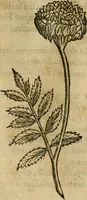An illustration from Rerum medicarum Novae Hispaniae thesaurus, seu, Plantarum animalium mineralium Mexicanorum historia (1651)