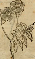 An illustration from Rerum medicarum Novae Hispaniae thesaurus, seu, Plantarum animalium mineralium Mexicanorum historia (1651)