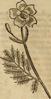 Picture 158 of 812 from Rerum medicarum Novae Hispaniae thesaurus, seu, Plantarum animalium mineralium Mexicanorum historia (1651), leaf 197