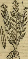 An illustration from Rerum medicarum Novae Hispaniae thesaurus, seu, Plantarum animalium mineralium Mexicanorum historia (1651)