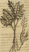 An illustration from Rerum medicarum Novae Hispaniae thesaurus, seu, Plantarum animalium mineralium Mexicanorum historia (1651)
