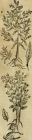 An illustration from Rerum medicarum Novae Hispaniae thesaurus, seu, Plantarum animalium mineralium Mexicanorum historia (1651)