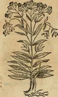 An illustration from Rerum medicarum Novae Hispaniae thesaurus, seu, Plantarum animalium mineralium Mexicanorum historia (1651)