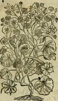 An illustration from Rerum medicarum Novae Hispaniae thesaurus, seu, Plantarum animalium mineralium Mexicanorum historia (1651)