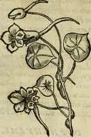 An illustration from Rerum medicarum Novae Hispaniae thesaurus, seu, Plantarum animalium mineralium Mexicanorum historia (1651)