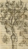 Picture 166 of 812 from Rerum medicarum Novae Hispaniae thesaurus, seu, Plantarum animalium mineralium Mexicanorum historia (1651), leaf 203