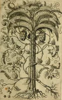 An illustration from Rerum medicarum Novae Hispaniae thesaurus, seu, Plantarum animalium mineralium Mexicanorum historia (1651)