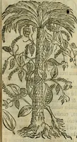 An illustration from Rerum medicarum Novae Hispaniae thesaurus, seu, Plantarum animalium mineralium Mexicanorum historia (1651)