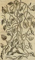 Picture 169 of 812 from Rerum medicarum Novae Hispaniae thesaurus, seu, Plantarum animalium mineralium Mexicanorum historia (1651), leaf 207