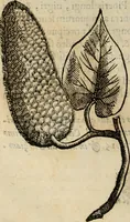 An illustration from Rerum medicarum Novae Hispaniae thesaurus, seu, Plantarum animalium mineralium Mexicanorum historia (1651)