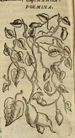 An illustration from Rerum medicarum Novae Hispaniae thesaurus, seu, Plantarum animalium mineralium Mexicanorum historia (1651)
