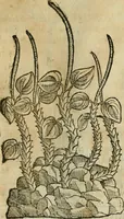 An illustration from Rerum medicarum Novae Hispaniae thesaurus, seu, Plantarum animalium mineralium Mexicanorum historia (1651)
