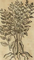 Picture 173 of 812 from Rerum medicarum Novae Hispaniae thesaurus, seu, Plantarum animalium mineralium Mexicanorum historia (1651), leaf 209