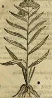 Picture 175 of 812 from Rerum medicarum Novae Hispaniae thesaurus, seu, Plantarum animalium mineralium Mexicanorum historia (1651), leaf 210