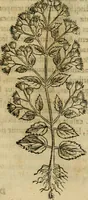 Picture 176 of 812 from Rerum medicarum Novae Hispaniae thesaurus, seu, Plantarum animalium mineralium Mexicanorum historia (1651), leaf 210