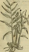 Picture 178 of 812 from Rerum medicarum Novae Hispaniae thesaurus, seu, Plantarum animalium mineralium Mexicanorum historia (1651), leaf 212