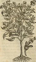 An illustration from Rerum medicarum Novae Hispaniae thesaurus, seu, Plantarum animalium mineralium Mexicanorum historia (1651)