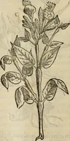 Picture 180 of 812 from Rerum medicarum Novae Hispaniae thesaurus, seu, Plantarum animalium mineralium Mexicanorum historia (1651), leaf 213