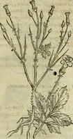 Picture 181 of 812 from Rerum medicarum Novae Hispaniae thesaurus, seu, Plantarum animalium mineralium Mexicanorum historia (1651), leaf 214