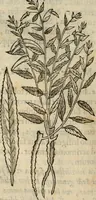 Picture 182 of 812 from Rerum medicarum Novae Hispaniae thesaurus, seu, Plantarum animalium mineralium Mexicanorum historia (1651), leaf 215
