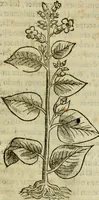 Picture 183 of 812 from Rerum medicarum Novae Hispaniae thesaurus, seu, Plantarum animalium mineralium Mexicanorum historia (1651), leaf 216