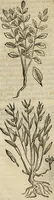 An illustration from Rerum medicarum Novae Hispaniae thesaurus, seu, Plantarum animalium mineralium Mexicanorum historia (1651)