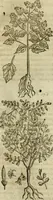 An illustration from Rerum medicarum Novae Hispaniae thesaurus, seu, Plantarum animalium mineralium Mexicanorum historia (1651)