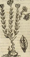 An illustration from Rerum medicarum Novae Hispaniae thesaurus, seu, Plantarum animalium mineralium Mexicanorum historia (1651)