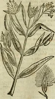 Picture 189 of 812 from Rerum medicarum Novae Hispaniae thesaurus, seu, Plantarum animalium mineralium Mexicanorum historia (1651), leaf 228