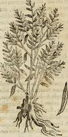 Picture 190 of 812 from Rerum medicarum Novae Hispaniae thesaurus, seu, Plantarum animalium mineralium Mexicanorum historia (1651), leaf 229
