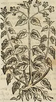 An illustration from Rerum medicarum Novae Hispaniae thesaurus, seu, Plantarum animalium mineralium Mexicanorum historia (1651)