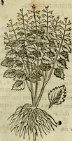 An illustration from Rerum medicarum Novae Hispaniae thesaurus, seu, Plantarum animalium mineralium Mexicanorum historia (1651)