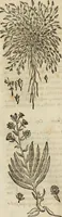 An illustration from Rerum medicarum Novae Hispaniae thesaurus, seu, Plantarum animalium mineralium Mexicanorum historia (1651)