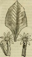 An illustration from Rerum medicarum Novae Hispaniae thesaurus, seu, Plantarum animalium mineralium Mexicanorum historia (1651)