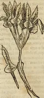 An illustration from Rerum medicarum Novae Hispaniae thesaurus, seu, Plantarum animalium mineralium Mexicanorum historia (1651)