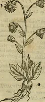 An illustration from Rerum medicarum Novae Hispaniae thesaurus, seu, Plantarum animalium mineralium Mexicanorum historia (1651)