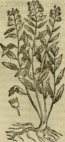 An illustration from Rerum medicarum Novae Hispaniae thesaurus, seu, Plantarum animalium mineralium Mexicanorum historia (1651)