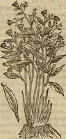 An illustration from Rerum medicarum Novae Hispaniae thesaurus, seu, Plantarum animalium mineralium Mexicanorum historia (1651)