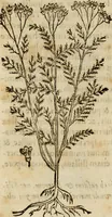 An illustration from Rerum medicarum Novae Hispaniae thesaurus, seu, Plantarum animalium mineralium Mexicanorum historia (1651)