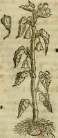 Picture 201 of 812 from Rerum medicarum Novae Hispaniae thesaurus, seu, Plantarum animalium mineralium Mexicanorum historia (1651), leaf 238