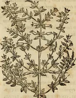 An illustration from Rerum medicarum Novae Hispaniae thesaurus, seu, Plantarum animalium mineralium Mexicanorum historia (1651)