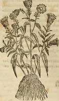An illustration from Rerum medicarum Novae Hispaniae thesaurus, seu, Plantarum animalium mineralium Mexicanorum historia (1651)