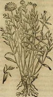 An illustration from Rerum medicarum Novae Hispaniae thesaurus, seu, Plantarum animalium mineralium Mexicanorum historia (1651)