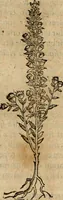 An illustration from Rerum medicarum Novae Hispaniae thesaurus, seu, Plantarum animalium mineralium Mexicanorum historia (1651)