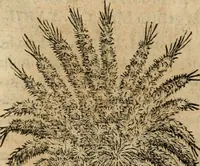 An illustration from Rerum medicarum Novae Hispaniae thesaurus, seu, Plantarum animalium mineralium Mexicanorum historia (1651)