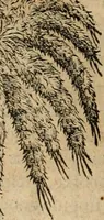 An illustration from Rerum medicarum Novae Hispaniae thesaurus, seu, Plantarum animalium mineralium Mexicanorum historia (1651)