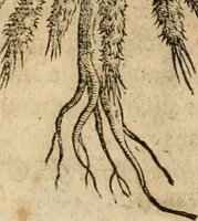 An illustration from Rerum medicarum Novae Hispaniae thesaurus, seu, Plantarum animalium mineralium Mexicanorum historia (1651)