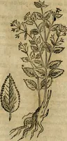 Picture 209 of 812 from Rerum medicarum Novae Hispaniae thesaurus, seu, Plantarum animalium mineralium Mexicanorum historia (1651), leaf 242