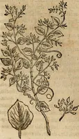 An illustration from Rerum medicarum Novae Hispaniae thesaurus, seu, Plantarum animalium mineralium Mexicanorum historia (1651)